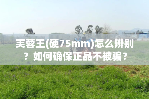 芙蓉王(硬75mm)怎么辨别？如何确保正品不被骗？